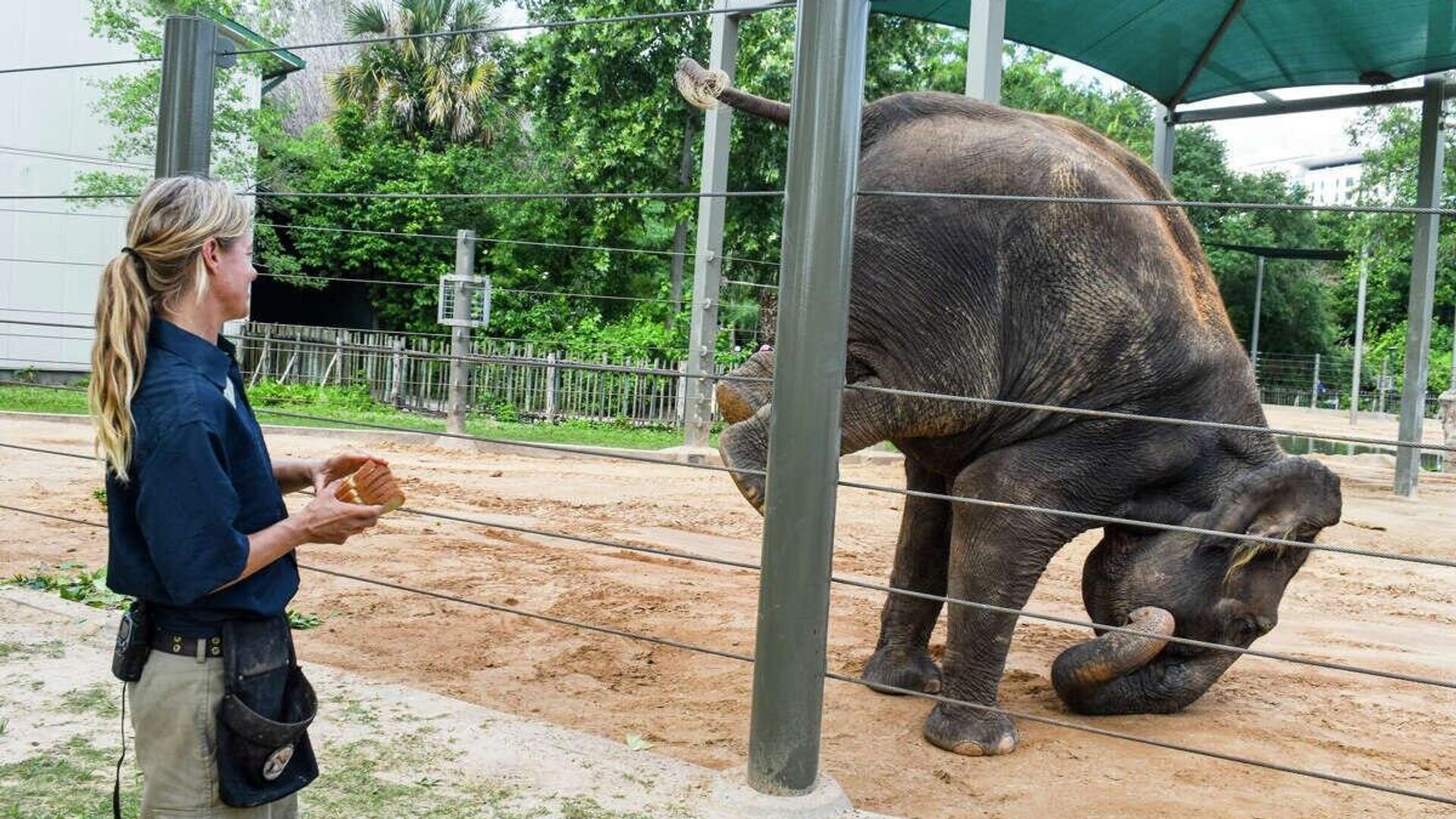 Elephant is doing yoga  - Sputnik भारत, 1920, 06.06.2023
