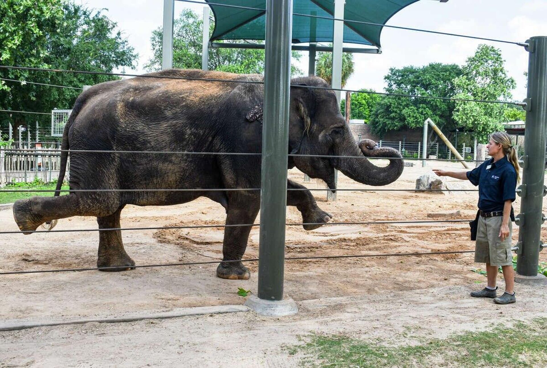 Elephant is doing yoga  - Sputnik भारत, 1920, 06.06.2023