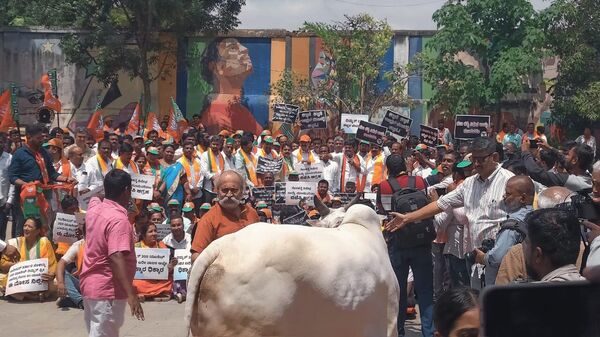 BJP protests with cows - Sputnik भारत