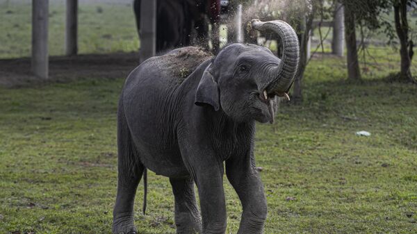 A baby elephant - Sputnik भारत