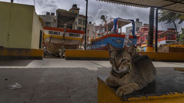 A cat rests as fishing boats are anchored at Juhu Koliwada in Mumbai, India, Wednesday, June 14, 2023. - Sputnik India