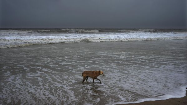 A dog walks at a deserted beach ahead of cyclone Biparjoy's landfall at Mandvi in Kutch district of Gujarat state, India, Thursday, June 15, 2023. - Sputnik India