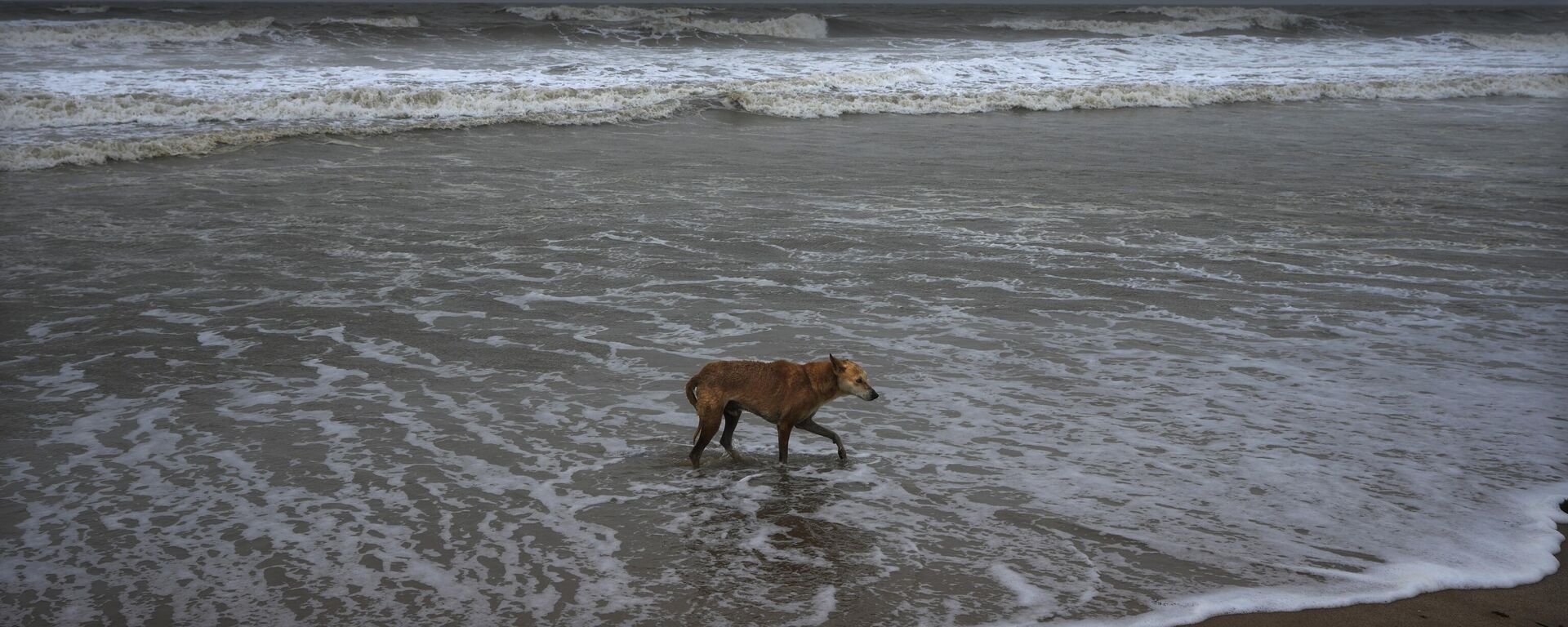 A dog walks at a deserted beach ahead of cyclone Biparjoy's landfall at Mandvi in Kutch district of Gujarat state, India, Thursday, June 15, 2023. - Sputnik भारत, 1920, 24.10.2023