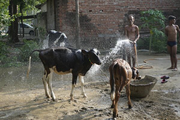 एक गाँव का रहने वाला अपने मवेशियों पर पानी डाल रहा है (AP Photo/Rajesh Kumar Singh) - Sputnik भारत