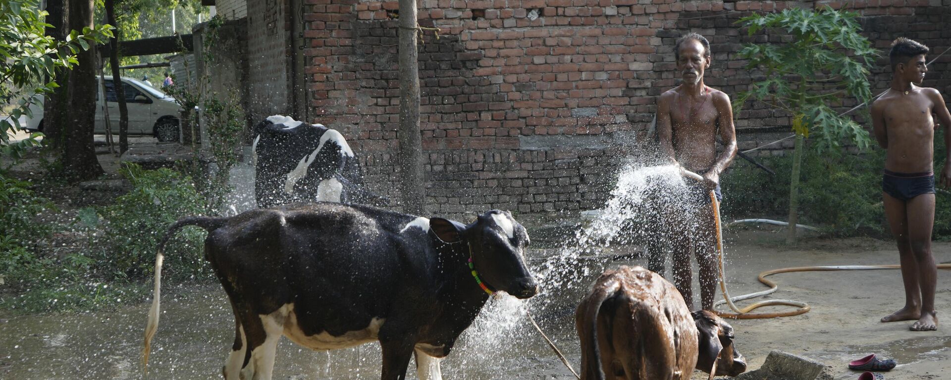 Житель деревни поливает водой свой скот, Индия - Sputnik भारत, 1920, 20.06.2023