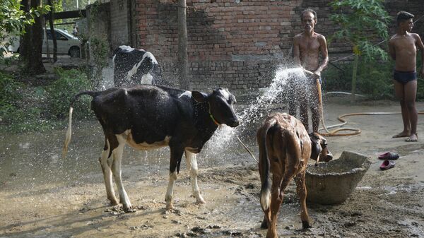 Житель деревни поливает водой свой скот, Индия - Sputnik भारत