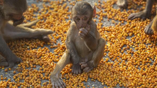 Monkeys eat lentils distributed by social workers near a Hindu temple during nationwide lockdown in Gauhati, India, Thursday, April 23, 2020. - Sputnik India