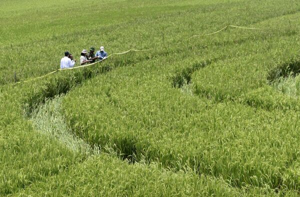 जांचकर्ताओं ने 25 जनवरी, 2011 को इंडोनेशिया में चावल के खेत में दिखाई दिए 70 मीटर चौड़े चक्र का अध्ययन कर रहे हैं। अफवाहों के अन्सार यह यूएफओ द्वारा बनाया गया था। (AP Photo) - Sputnik भारत