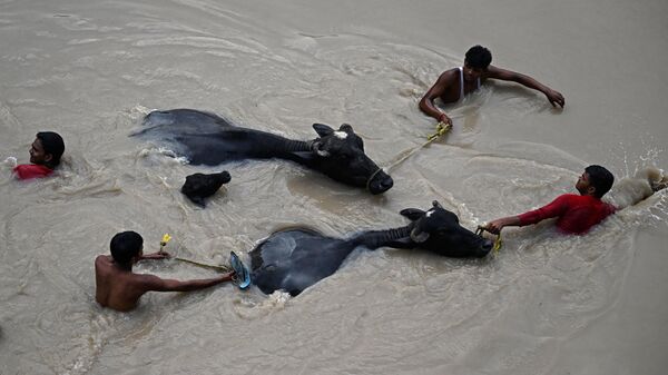 People carry bulls to safety as they wade through the flooded waters of Yamuna River after heavy monsoon rains in New Delhi on July 12, 2023. - Sputnik भारत