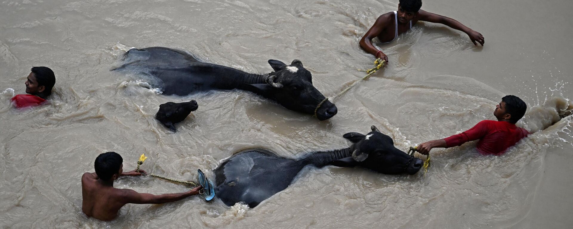 People carry bulls to safety as they wade through the flooded waters of Yamuna River after heavy monsoon rains in New Delhi on July 12, 2023. - Sputnik भारत, 1920, 13.07.2023