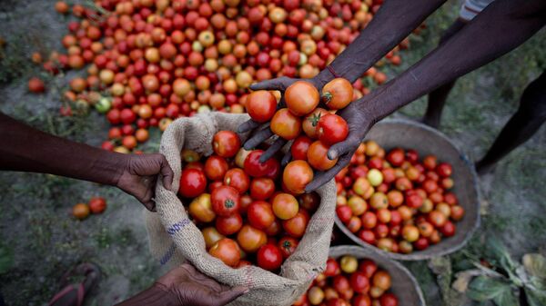 Indian farmers harvest tomatoes - Sputnik India