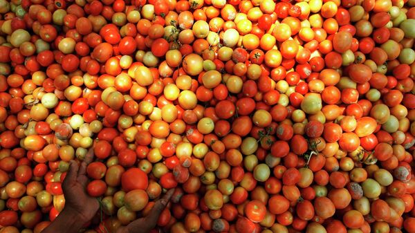 An Indian farmer sorts tomatoes after harvest on the outskirts of Allahabad - Sputnik India