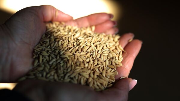 Зерна риса - Sputnik India