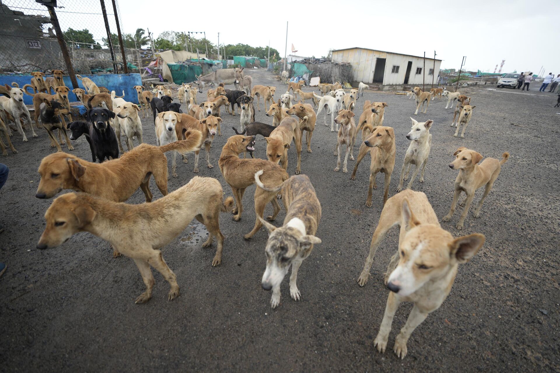 Dogs stand at a deserted Jakhau Port in Kutch district, India, Wednesday, June 14, 2023 - Sputnik India, 1920, 21.07.2023