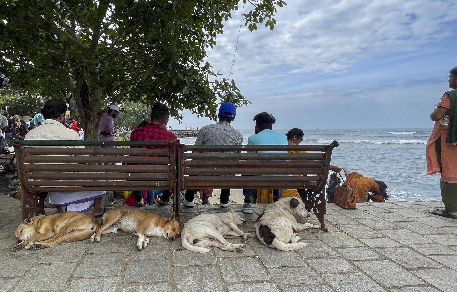 Stray dogs sleep under the benches at the Fort Kochi beach on the Arabian Sea coast in Kochi - Sputnik India, 1920, 21.07.2023