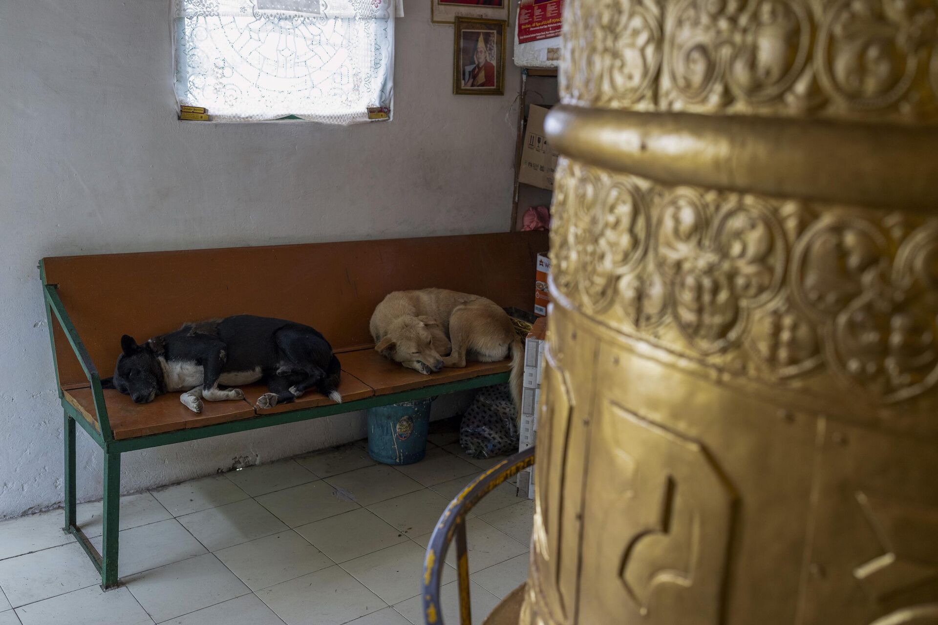 Dogs sleep in a prayer room under a portrait of Tibetan spiritual leader the Dalai Lama next to a large prayer wheel in Dharmsala, India - Sputnik India, 1920, 21.07.2023
