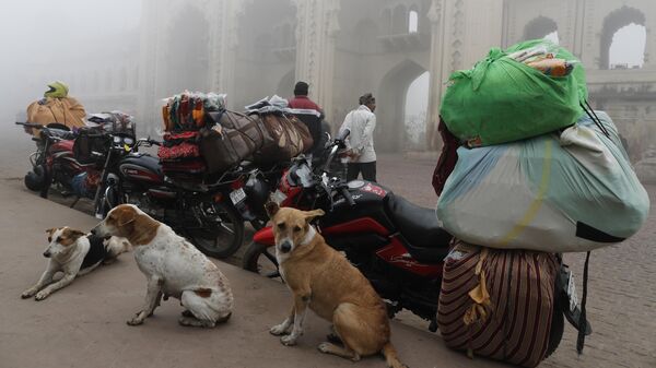 Street dogs rest by a pavement on a cold and foggy morning in Lucknow - Sputnik India