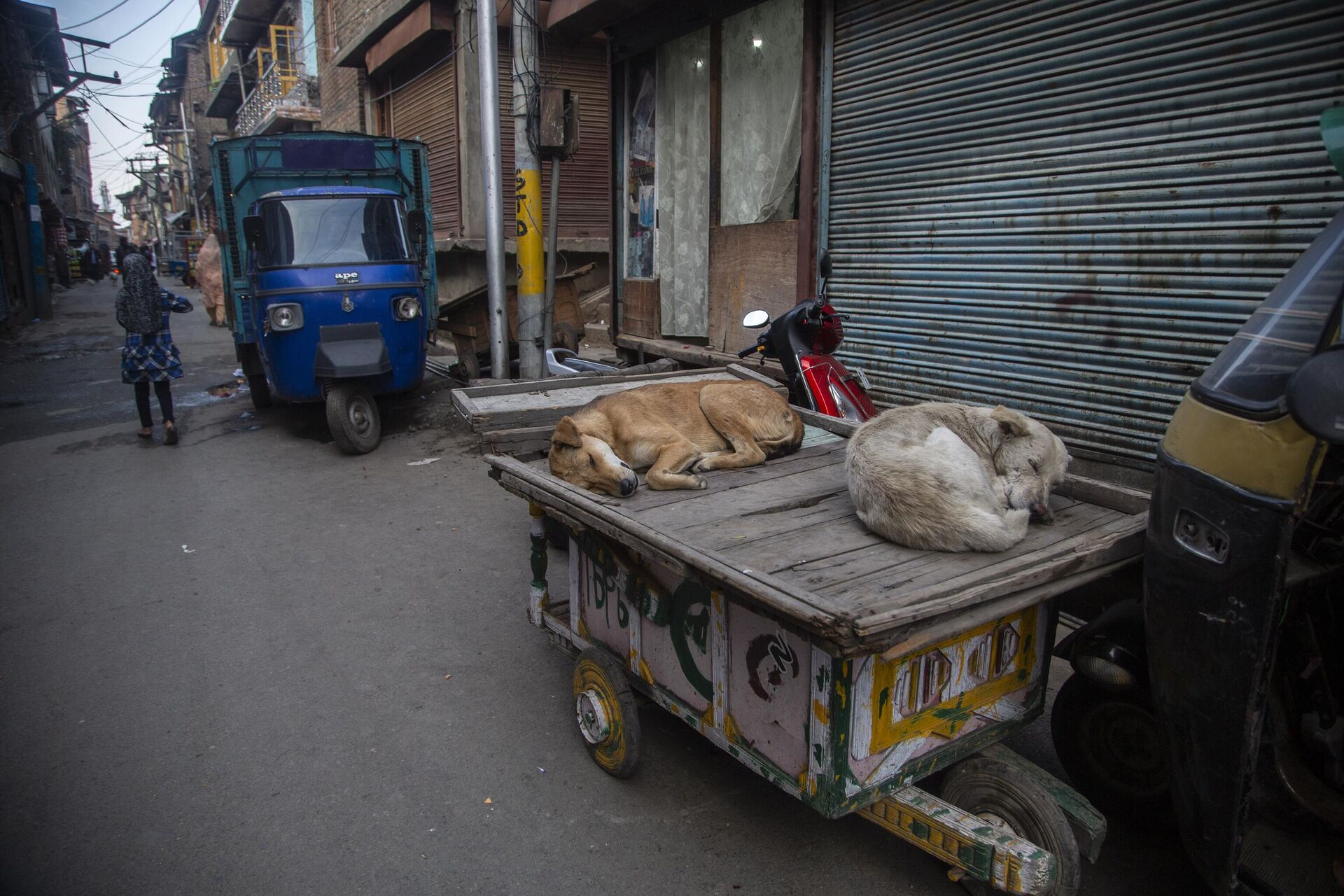 Stray dogs sleep on a handcart - Sputnik India, 1920, 21.07.2023