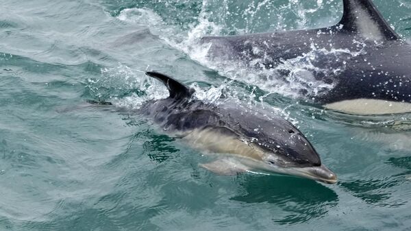 A dolphin calf swims - Sputnik India