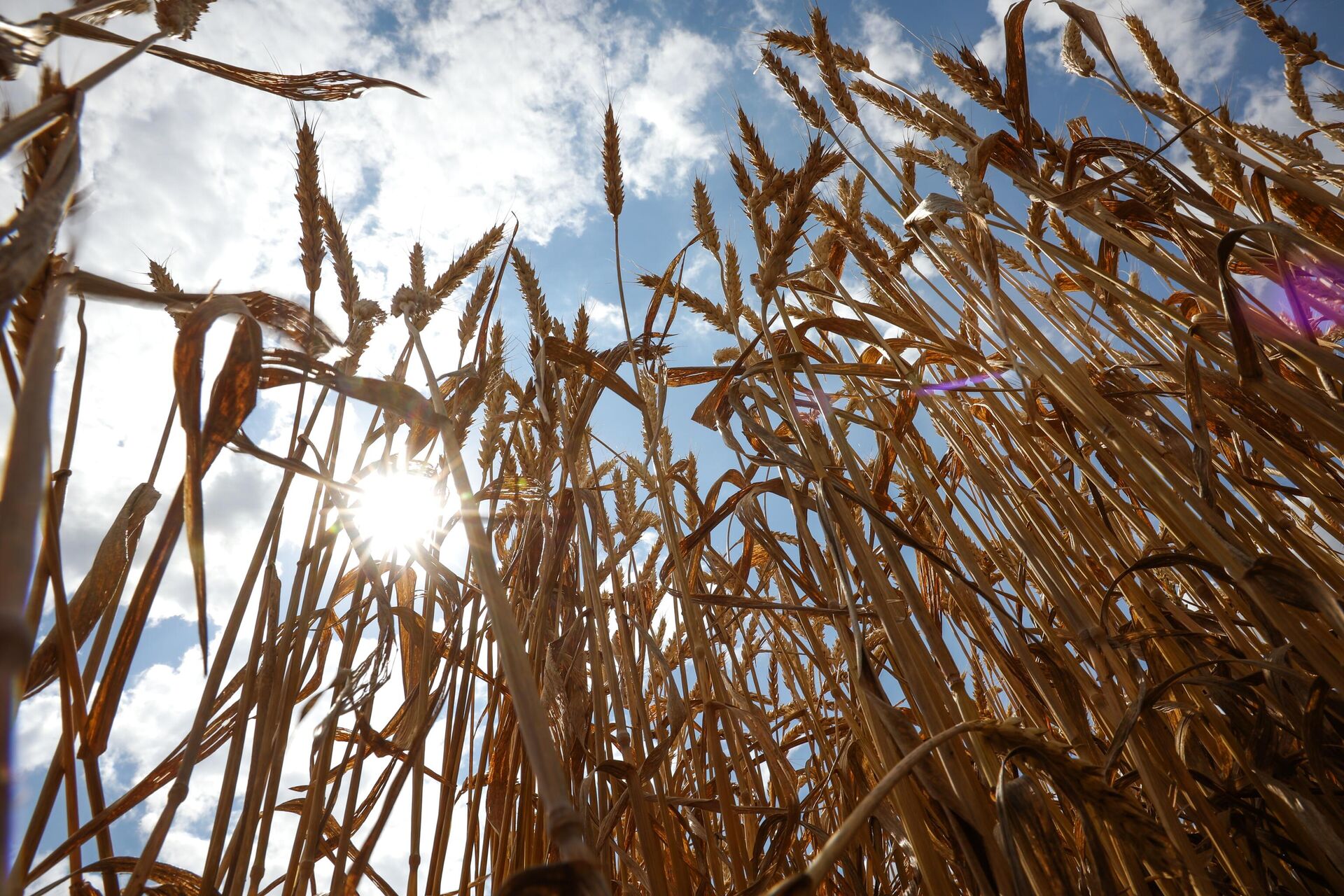 A view shows wheat ears to be harvested in the fields of Progress-Agro company in Krasnodar region, Russia. - Sputnik भारत, 1920, 05.09.2023
