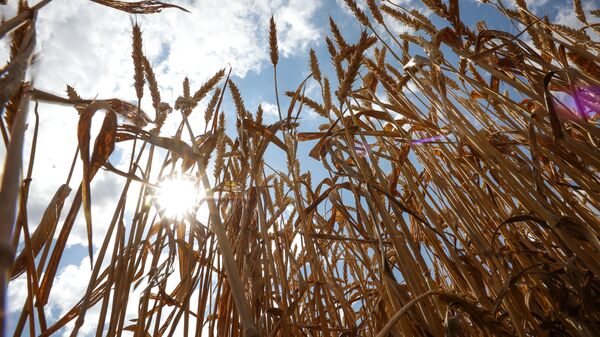 A view shows wheat ears to be harvested in the fields of Progress-Agro company in Krasnodar region, Russia. - Sputnik भारत