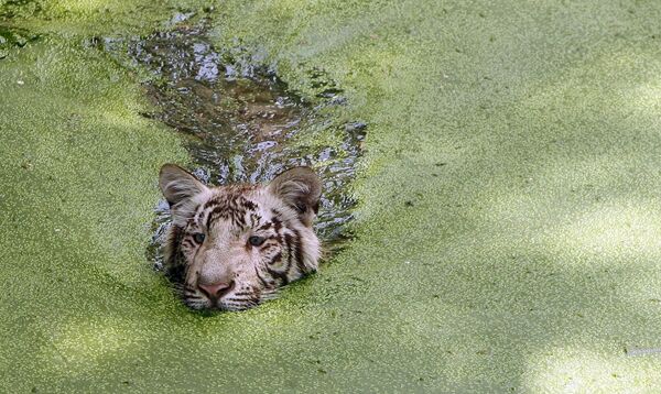 26 अप्रैल, 2008 को नई दिल्ली के प्राणी उद्यान में दोपहर की गर्मी से राहत पाने के लिए भारतीय सफेद बाघ एक तालाब में आराम कर रहा है। (AFP PHOTO/RAVEENDRAN) - Sputnik भारत