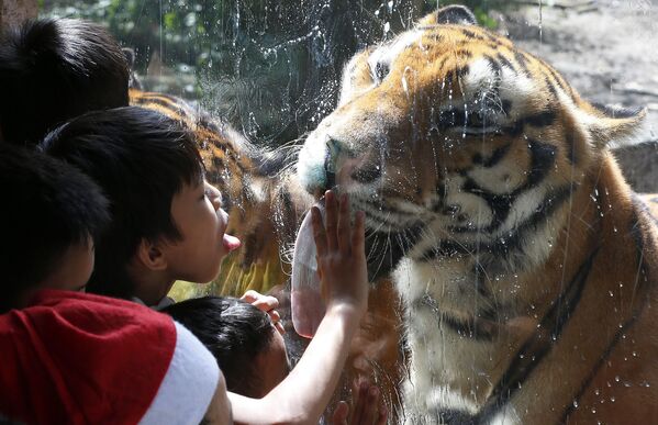 Orphans interact with Bengal tigers during a Christmas trip to the Malabon Zoo, Thursday, Dec. 21, 2017, in Malabon city north of Manila, Philippines. (AP Photo/Bullit Marquez) - Sputnik India