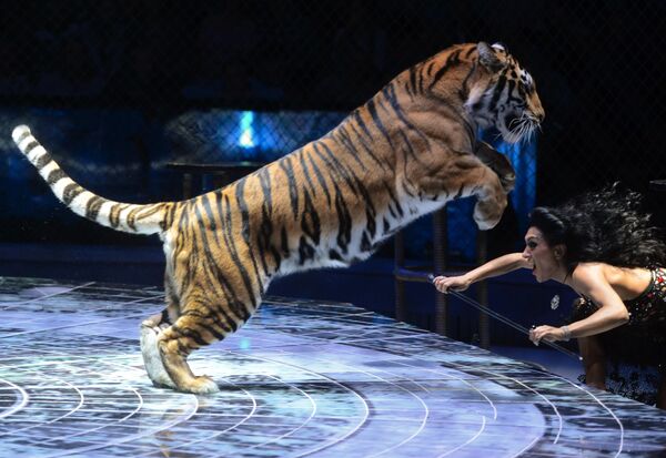 विश्व सर्कस कला उत्सव के भव्य शो में बाघों को प्रशिक्षण देती महिला।  - Sputnik भारत