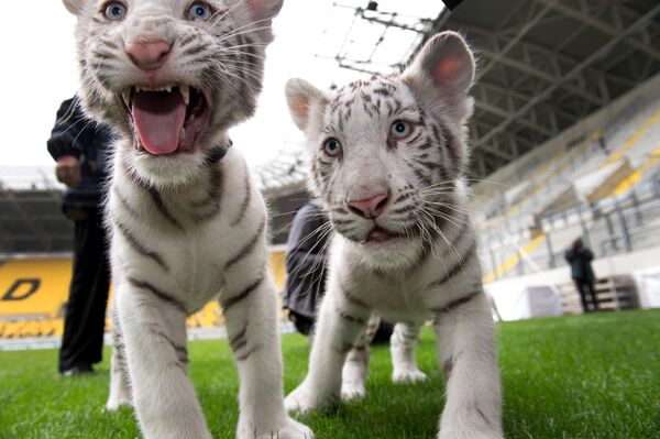 युवा सफेद बाघ इंडिया (बाएं) और अंबरा (दाएं) जर्मनी के ड्रेसडेन के फुटबॉल स्टेडियम में फोटोग्राफरों के पास पहुँचे। (Photo by ARNO BURGI / DPA / AFP) - Sputnik भारत