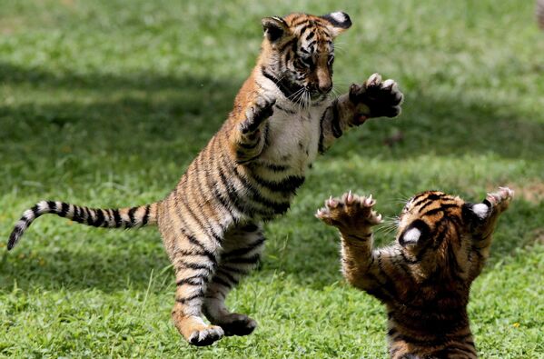 Детеныши бенгальского тигра в зоопарке Гвадалахары, Мексика - Sputnik India