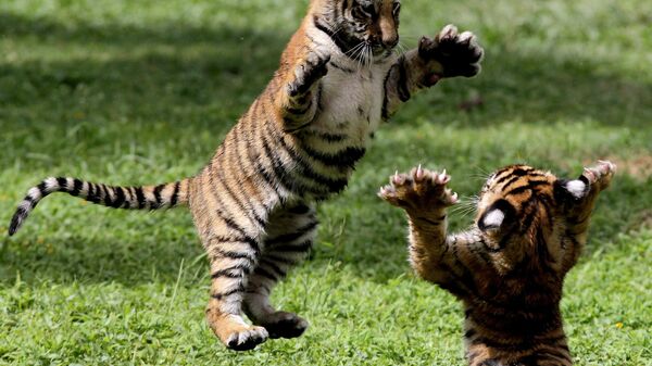 Детеныши бенгальского тигра в зоопарке Гвадалахары, Мексика - Sputnik India