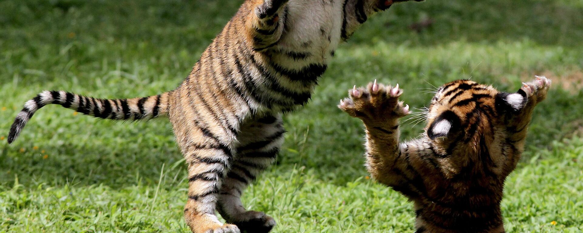 Детеныши бенгальского тигра в зоопарке Гвадалахары, Мексика - Sputnik India, 1920, 29.07.2023