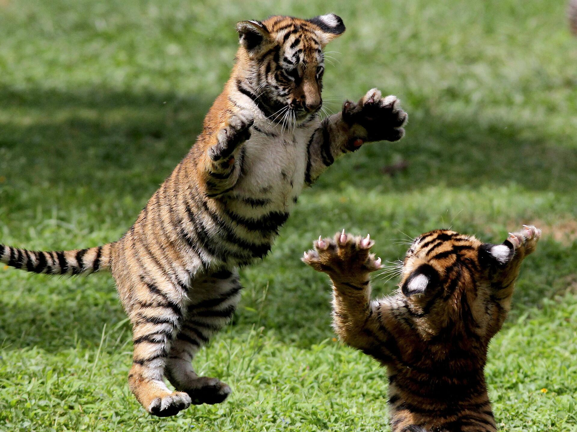 Cute Siberian Tiger Cubs from Hungary 