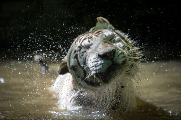 23 जून, 2016 को टूर्स के पास सेंट-एगनन में ब्यूवल चिड़ियाघर में तैरते समय सफेद बाघ पानी से बाहर निकल गया। (Photo by GUILLAUME SOUVANT / AFP) - Sputnik भारत