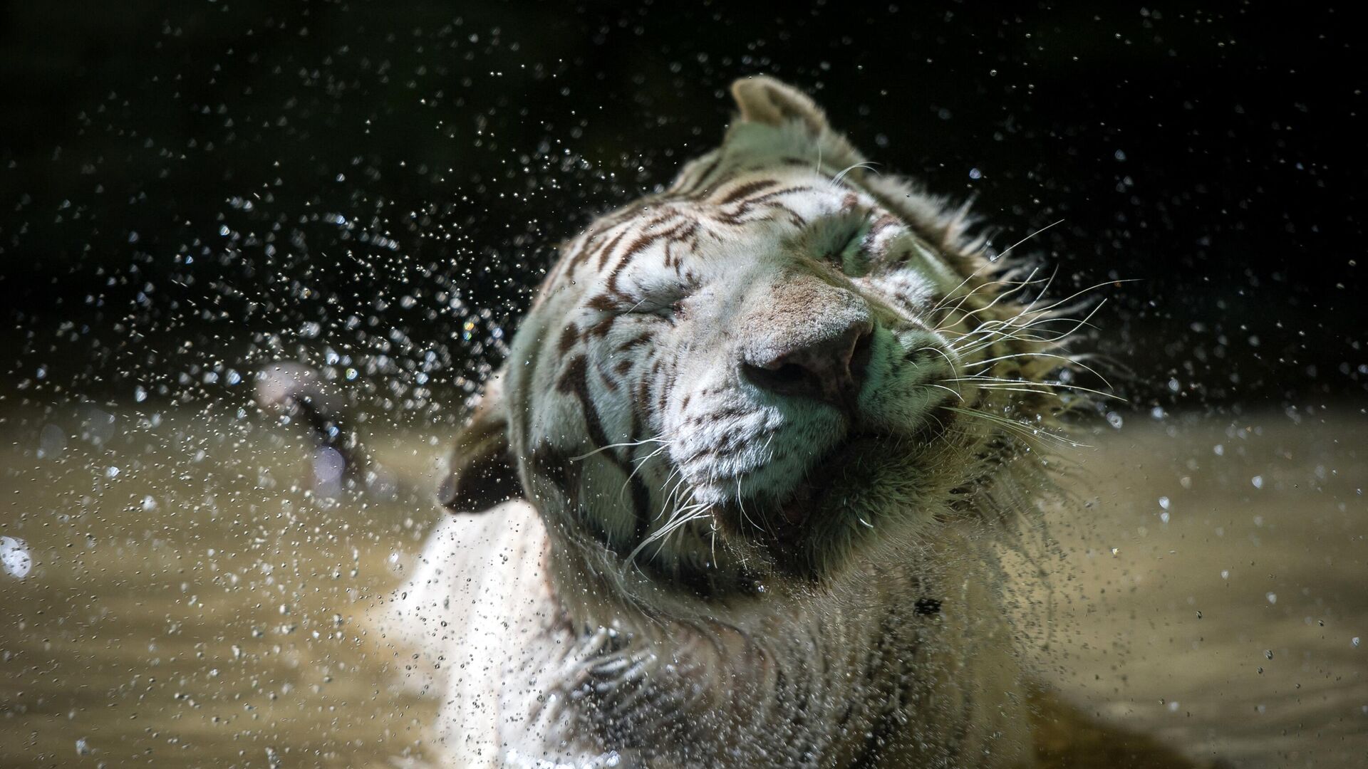 Белый тигр стряхивает воду во время купания в зоопарке Боваль в Сент-Эньяне, Франция - Sputnik भारत, 1920, 21.12.2023