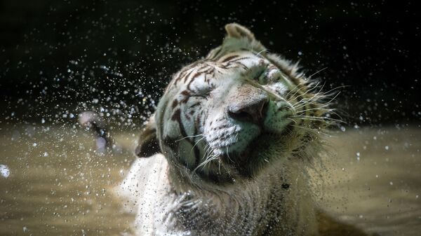 Белый тигр стряхивает воду во время купания в зоопарке Боваль в Сент-Эньяне, Франция - Sputnik भारत