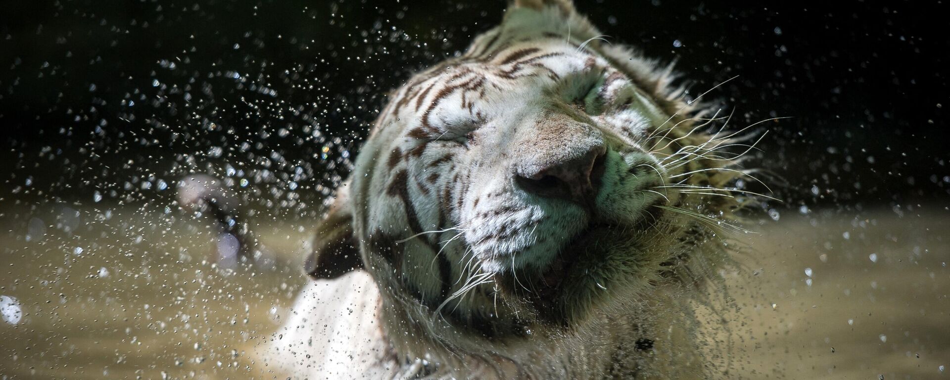 Белый тигр стряхивает воду во время купания в зоопарке Боваль в Сент-Эньяне, Франция - Sputnik भारत, 1920, 21.12.2023