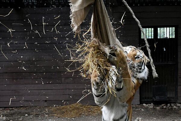 Amur tiger Bartek during a demonstration feeding for the public on the eve of International Tiger Day. - Sputnik India