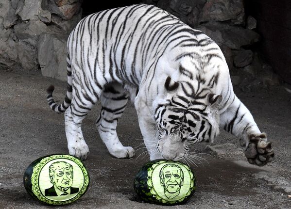 White Bengal tiger Khan chooses between two watermelons with portraits of US presidential candidates Donald Trump and Joseph Biden at the Flora and Fauna Park in Krasnoyarsk. Three animals from Russia were accused of &quot;interfering in the American elections&quot; - the Bengal tiger Khan, the Amur tiger Bartek and the Kamchatka brown bear Buyan. - Sputnik India