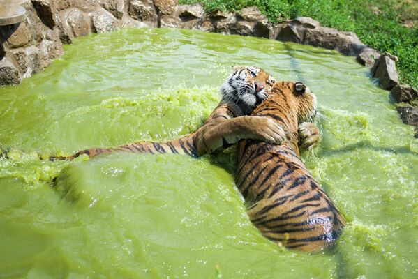 Siberian tigers play in the pool of their enclosure to cool themselves in Gyongyos, 79 kms northeast of Budapest, Hungary, Friday, June 24, 2016, as the highest daytime temperature reaches 32-36 degrees Celsius (89,6 - 96,8 Fahrenheit) throughout the country. (Peter Komka/MTI via AP) - Sputnik India
