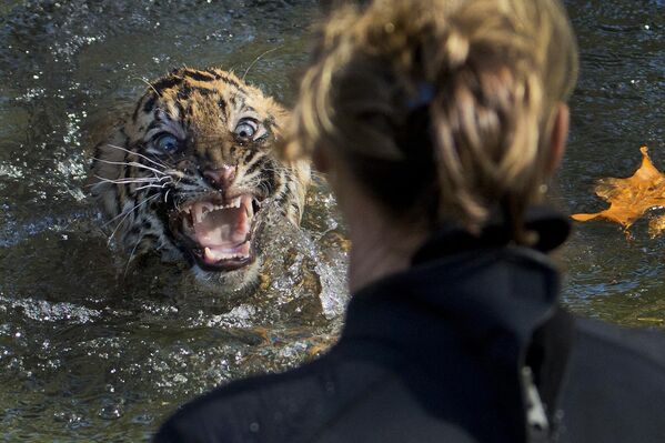 Реакция трехмесячного суматранского тигренка по кличке Бандар после того, как его окунули во ров во время теста по плаванию в Национальном зоопарке в Вашингтоне - Sputnik India