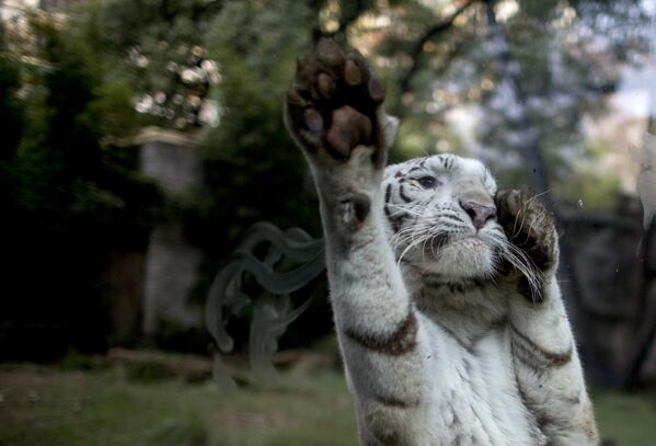 Клео, самка белого тигра, реагирует на маляров, работающих над проектом благоустройства в Эко-Парке в Буэнос-Айресе, Аргентина - Sputnik India