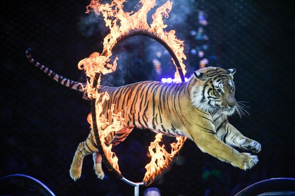 Tiger at the Great Moscow State Circus on Vernadsky Avenue - Sputnik India