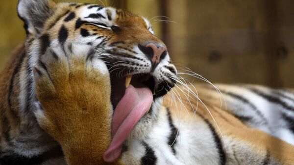 Амурский тигр в зоопарке Мюнстера, Западная Германия - Sputnik भारत
