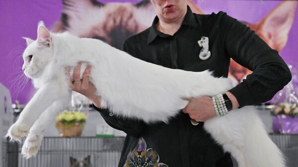 Maine Coon cat at an exhibition in Moscow - Sputnik भारत