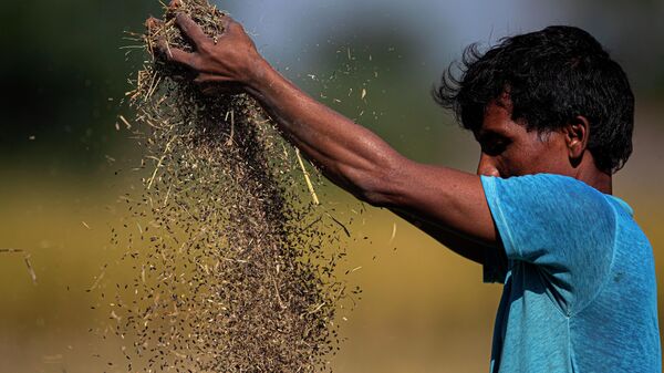 An Indian farmer separates the grain - Sputnik भारत