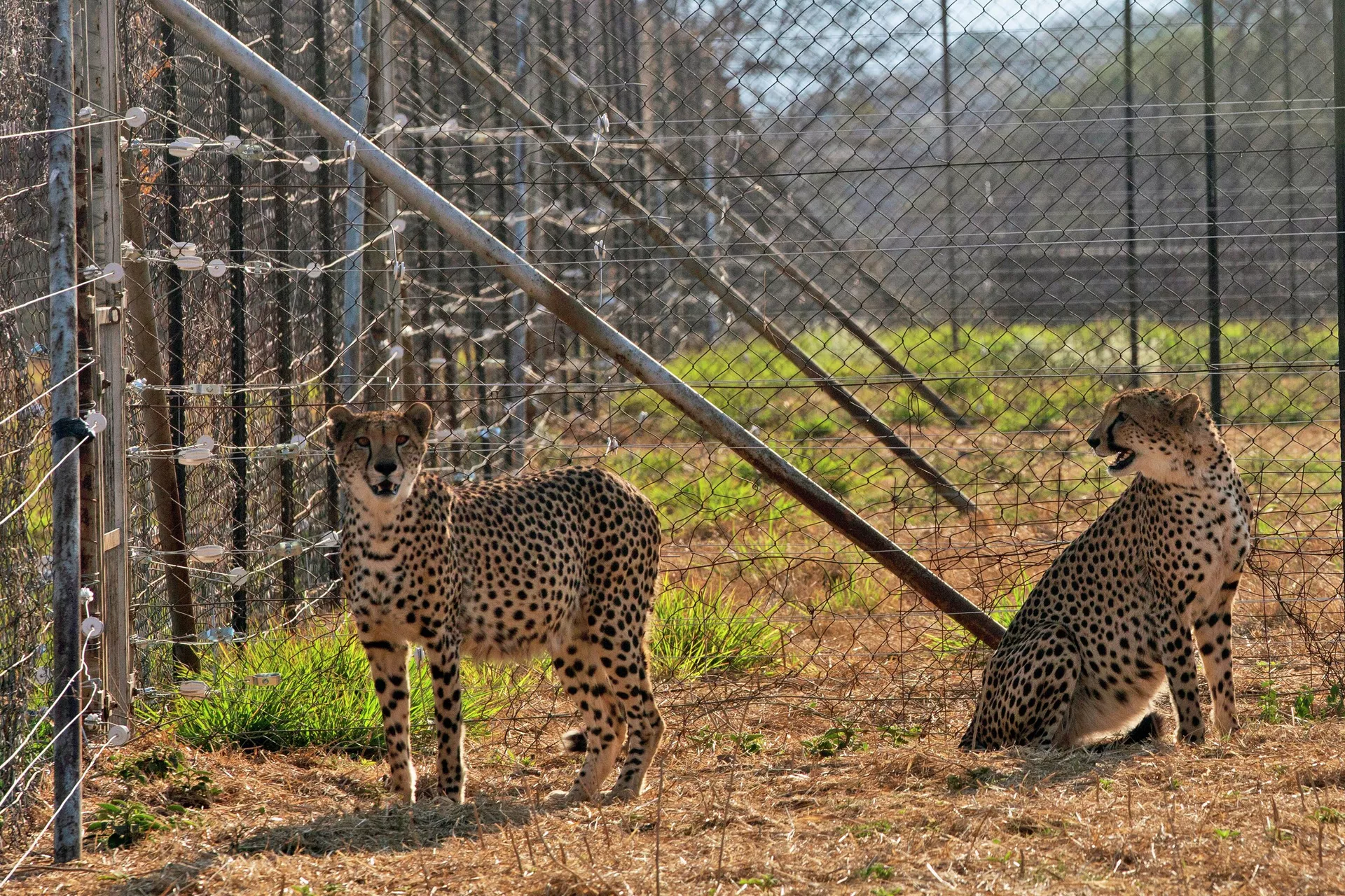 Two cheetahs are seen inside a quarantine section before being relocated to India at a reserve near Bella Bella, South Africa, Sunday, Sept. 4, 2022. - Sputnik भारत, 1920, 04.09.2023