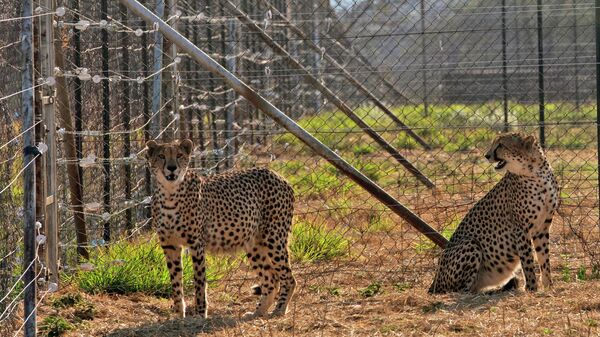 Two cheetahs are seen inside a quarantine section before being relocated to India at a reserve near Bella Bella, South Africa, Sunday, Sept. 4, 2022. - Sputnik India