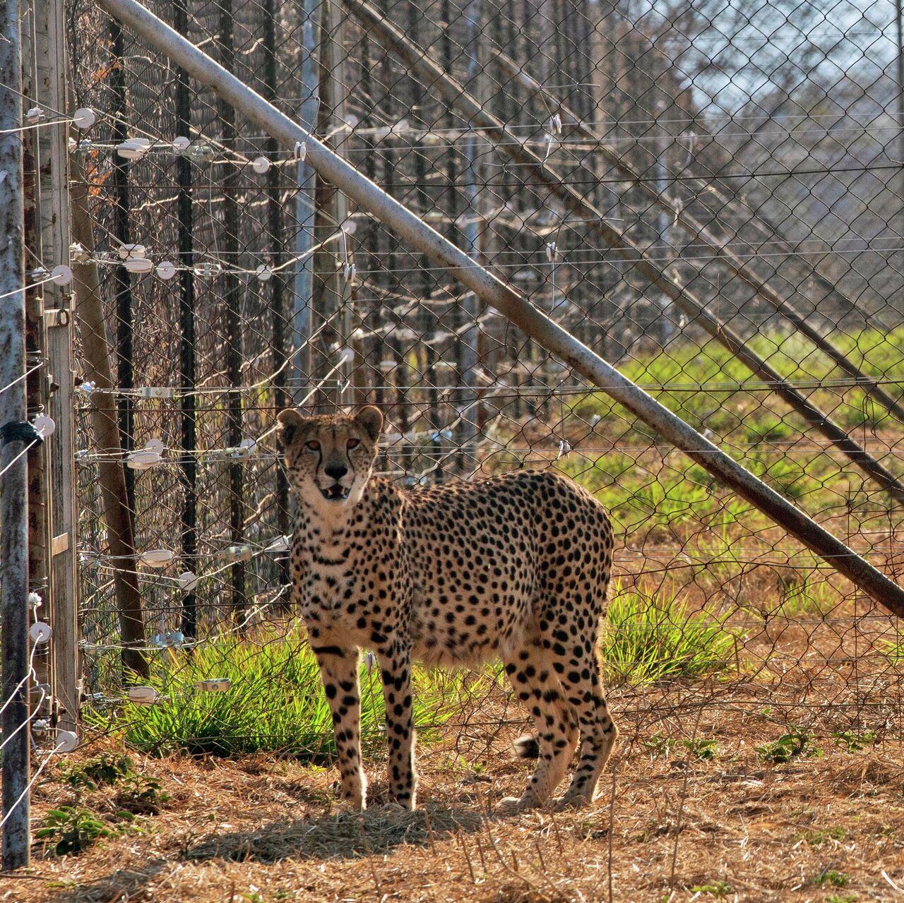 What Do Cheetah's Need to Survive Shelter: Essential Factors