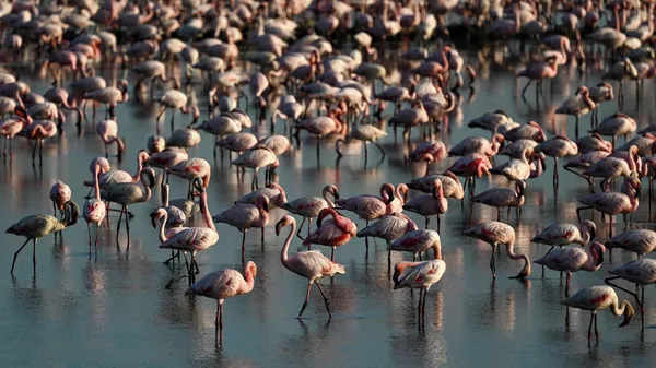 Flamingos stand in a pond in Navi Mumbai on May 22, 2023. - Sputnik भारत